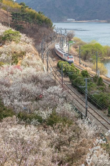 순매원 여행 추천 - 메고지고 순매원 여행 추천 - 메고지고