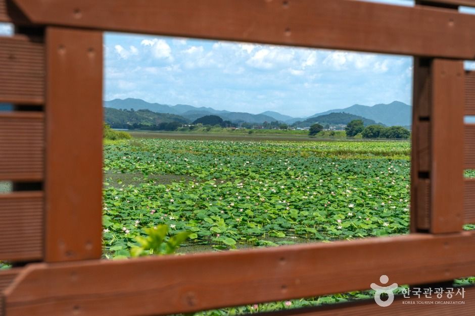 주남저수지 철새도래지 여행 추천 - 메고지고