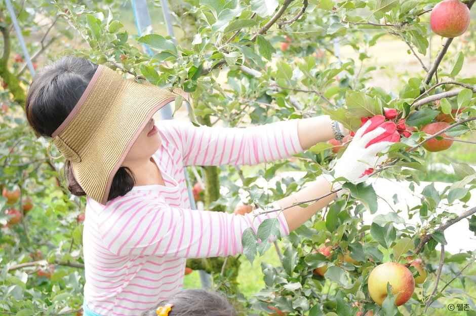 예산 알토란사과마을 여행 추천 - 메고지고 예산 알토란사과마을 여행 추천 - 메고지고