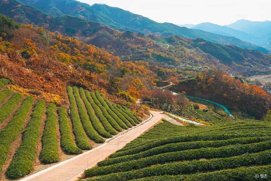 정금차밭 여행 추천 - 메고지고