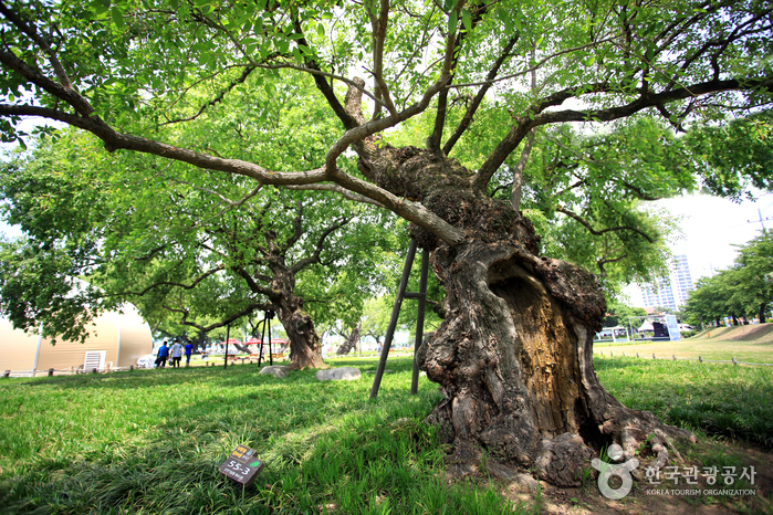 성주 경산리 성밖숲 여행 추천 - 메고지고