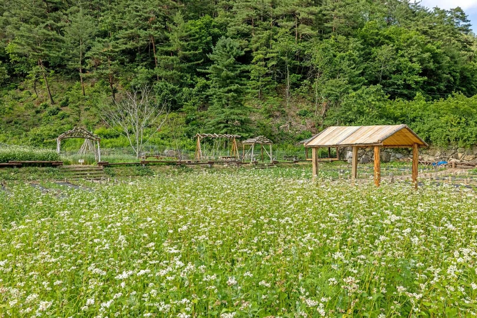 하추리산촌마을 여행 추천 - 메고지고 하추리산촌마을 여행 추천 - 메고지고