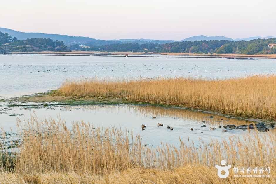 하도리 철새도래지 여행 추천 - 메고지고 하도리 철새도래지 여행 추천 - 메고지고