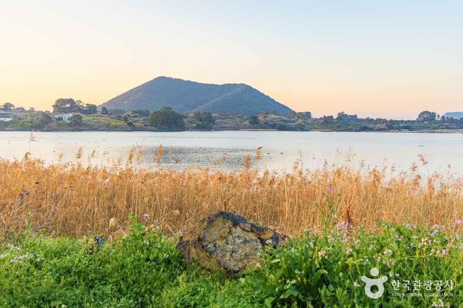 하도리 철새도래지 여행 추천 - 메고지고 하도리 철새도래지 여행 추천 - 메고지고