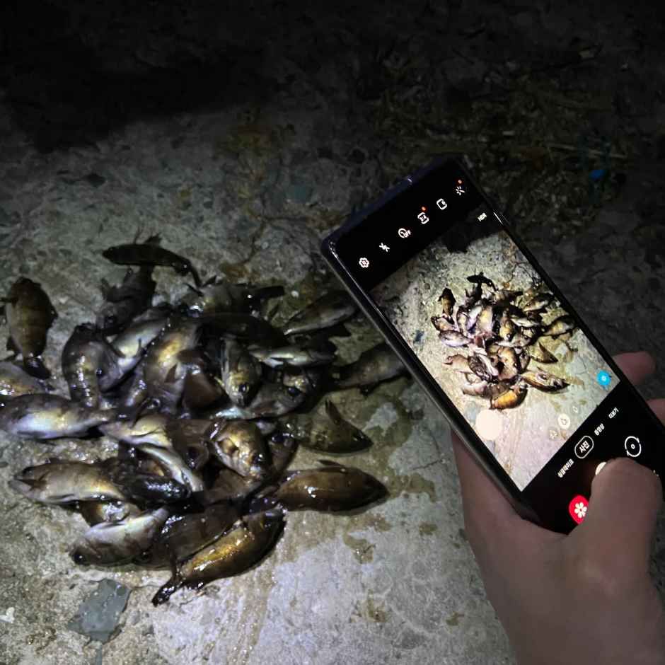 볼락 밤낚시 체험 여행 추천 - 메고지고 볼락 밤낚시 체험 여행 추천 - 메고지고