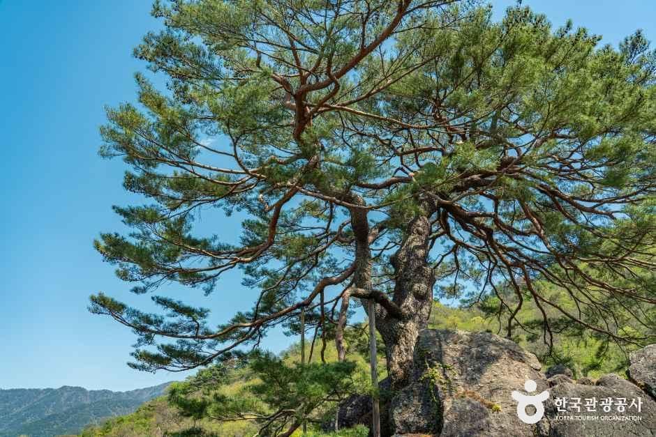 하동 축지리 문암송(악양문암송) 여행 추천 - 메고지고