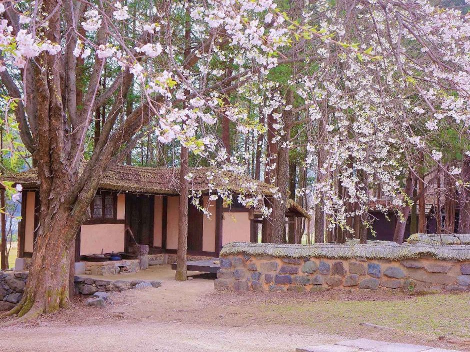 남이섬 여행 추천 - 메고지고 남이섬 여행 추천 - 메고지고