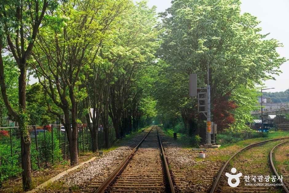 팔복동 이팝나무 철길 여행 추천 - 메고지고 팔복동 이팝나무 철길 여행 추천 - 메고지고
