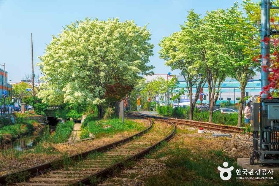 팔복동 이팝나무 철길 여행 추천 - 메고지고 팔복동 이팝나무 철길 여행 추천 - 메고지고