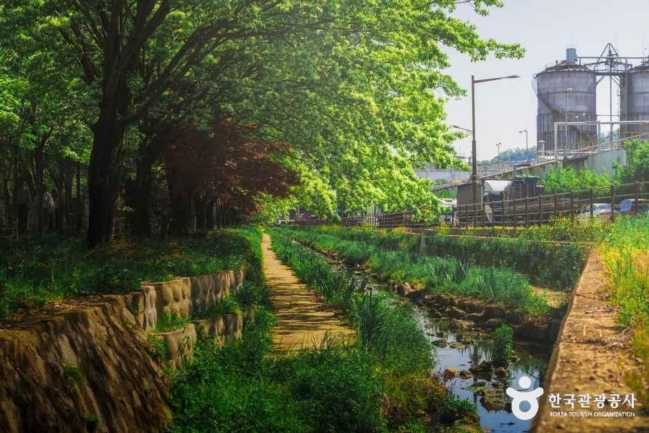 팔복동 이팝나무 철길 여행 추천 - 메고지고 팔복동 이팝나무 철길 여행 추천 - 메고지고