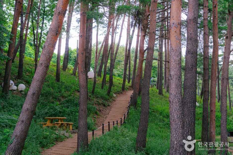강릉 솔향수목원 여행 추천 - 메고지고 강릉 솔향수목원 여행 추천 - 메고지고