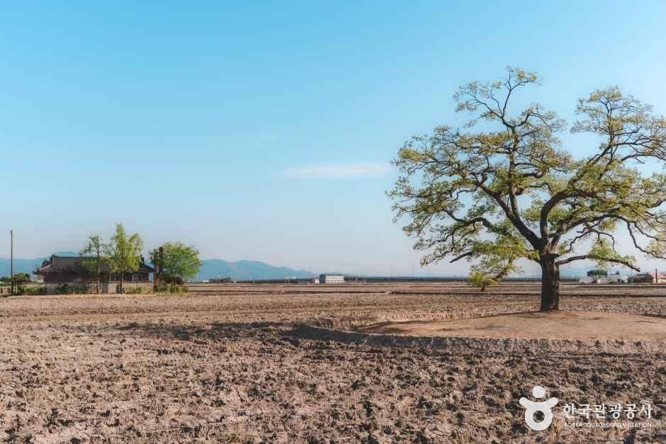 우강면 팽나무 여행 추천 - 메고지고 우강면 팽나무 여행 추천 - 메고지고