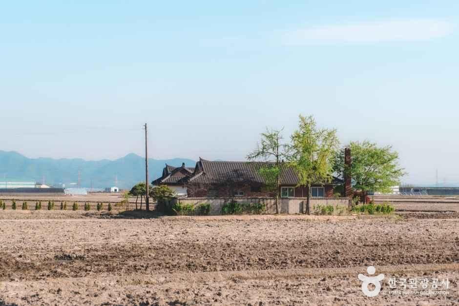 우강면 팽나무 여행 추천 - 메고지고 우강면 팽나무 여행 추천 - 메고지고