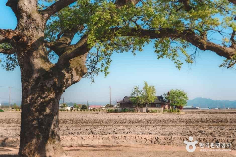 우강면 팽나무 여행 추천 - 메고지고 우강면 팽나무 여행 추천 - 메고지고