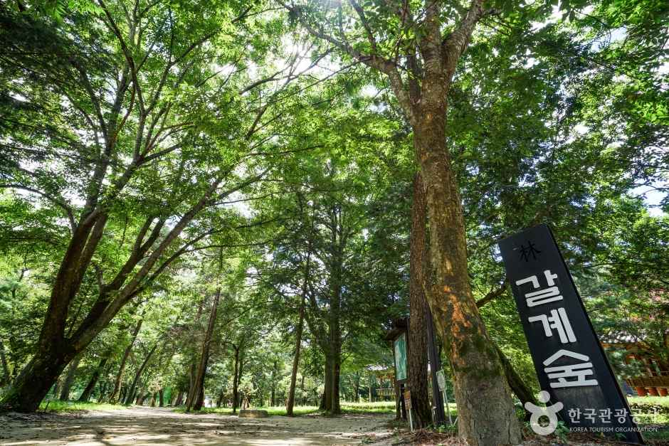 숲옛마을(갈계) 여행 추천 - 메고지고 숲옛마을(갈계) 여행 추천 - 메고지고