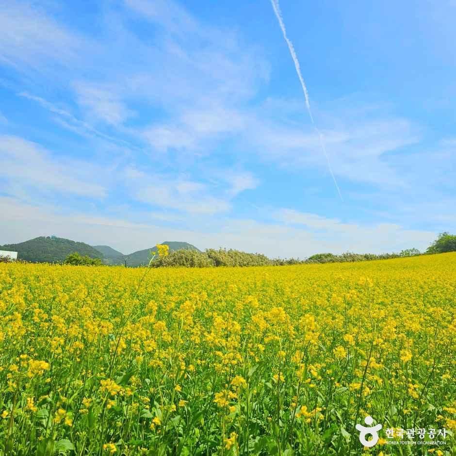 수성당 유채꽃 여행 추천 - 메고지고 수성당 유채꽃 여행 추천 - 메고지고
