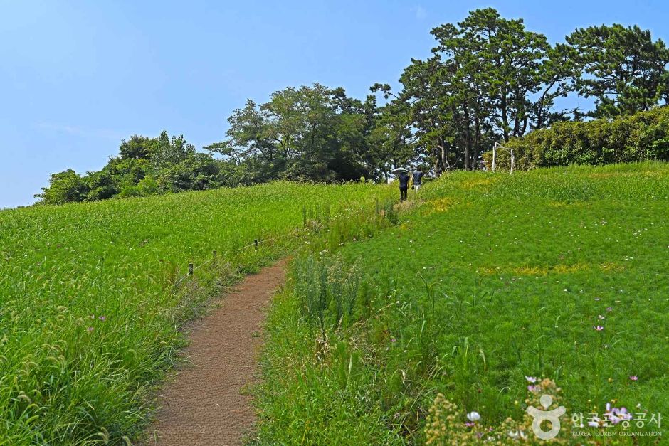 수성당 유채꽃 여행 추천 - 메고지고 수성당 유채꽃 여행 추천 - 메고지고