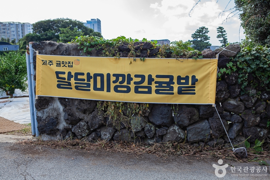 달달미깡감귤밭 여행 추천 - 메고지고 달달미깡감귤밭 여행 추천 - 메고지고
