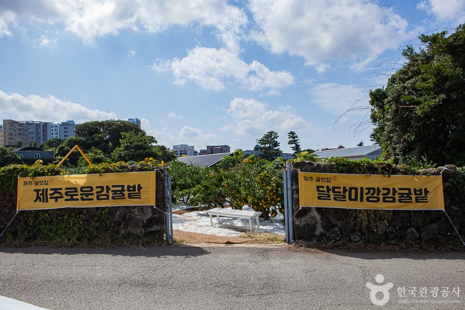 달달미깡감귤밭 여행 추천 - 메고지고 달달미깡감귤밭 여행 추천 - 메고지고