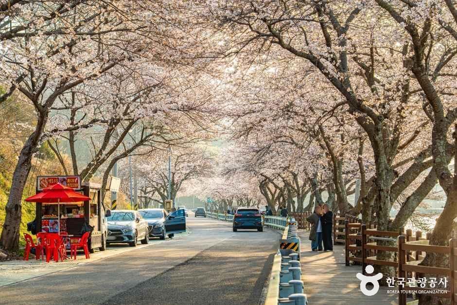 왕지벚꽃길 여행 추천 - 메고지고 왕지벚꽃길 여행 추천 - 메고지고