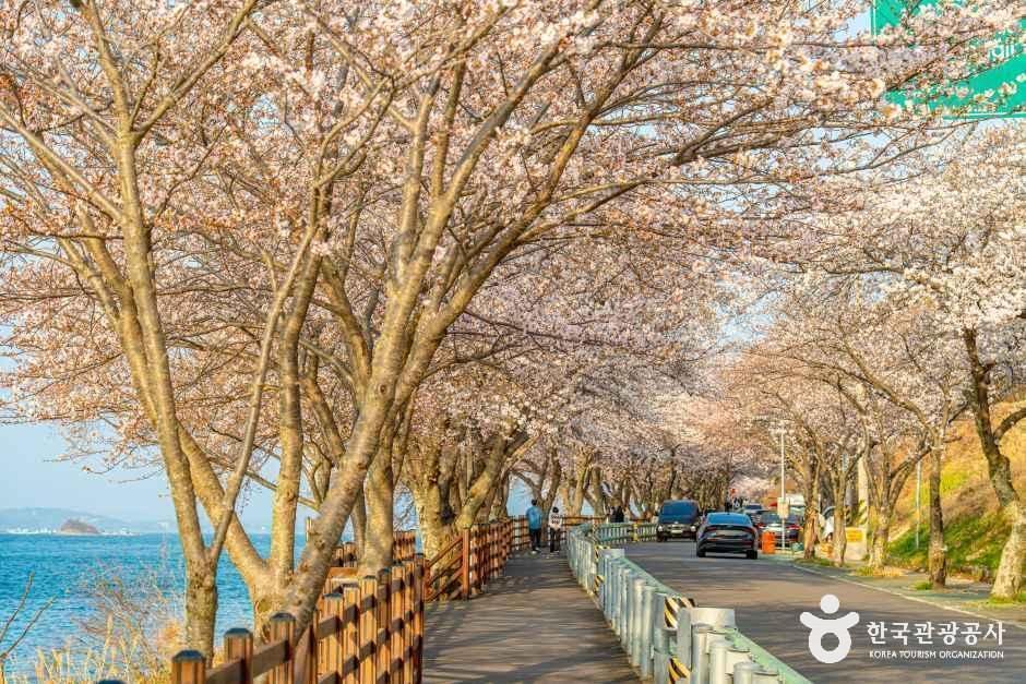 왕지벚꽃길 여행 추천 - 메고지고 왕지벚꽃길 여행 추천 - 메고지고