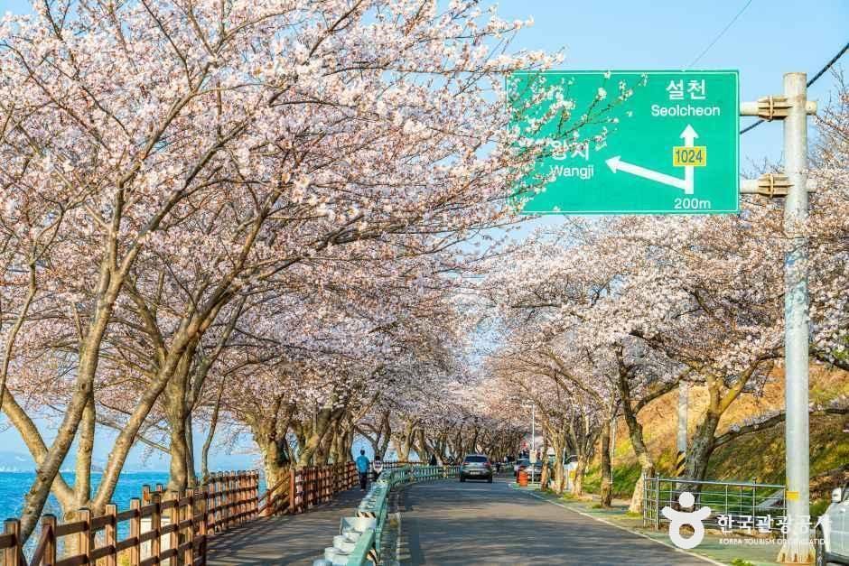 왕지벚꽃길 여행 추천 - 메고지고 왕지벚꽃길 여행 추천 - 메고지고
