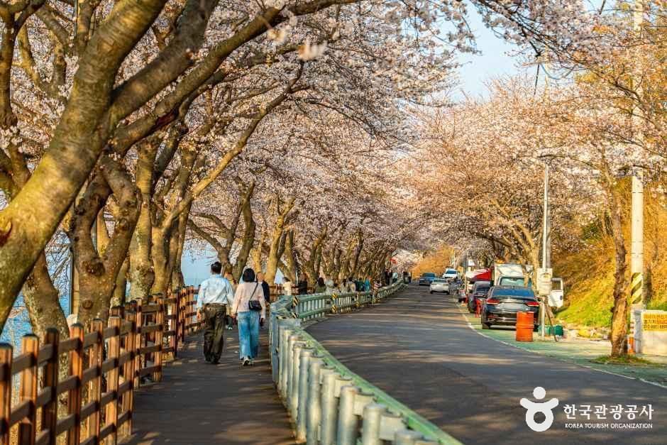 왕지벚꽃길 여행 추천 - 메고지고 왕지벚꽃길 여행 추천 - 메고지고