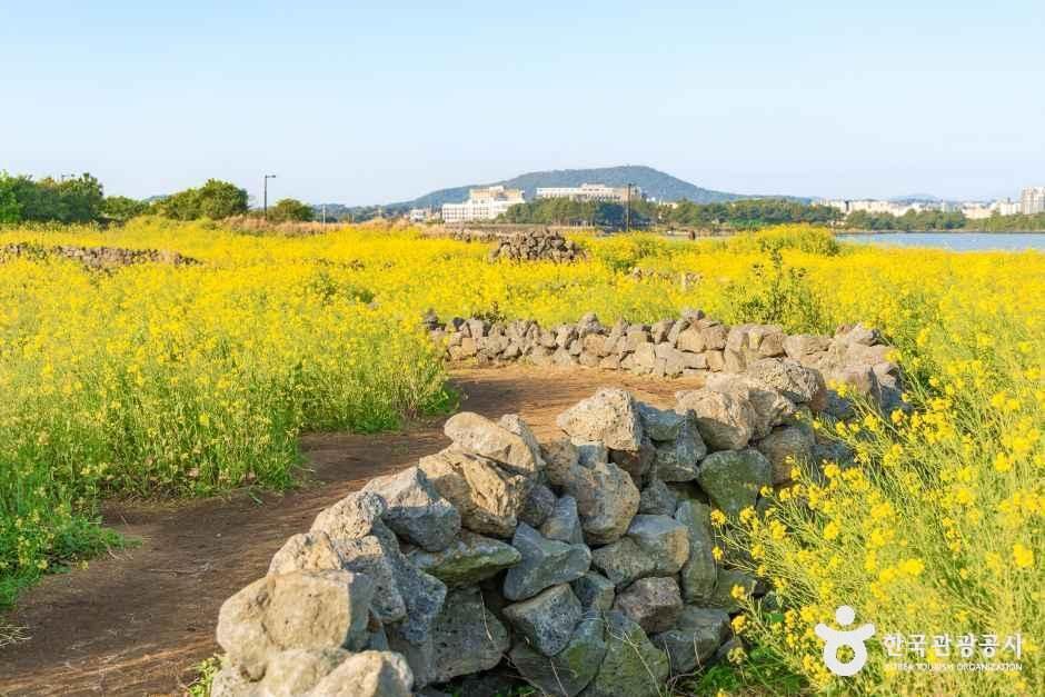 유채꽃재배단지 여행 추천 - 메고지고 유채꽃재배단지 여행 추천 - 메고지고