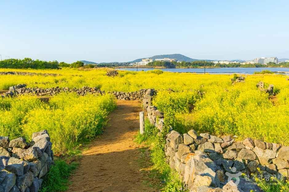 유채꽃재배단지 여행 추천 - 메고지고 유채꽃재배단지 여행 추천 - 메고지고