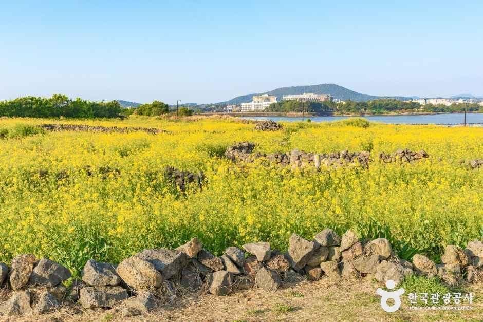 유채꽃재배단지 여행 추천 - 메고지고 유채꽃재배단지 여행 추천 - 메고지고