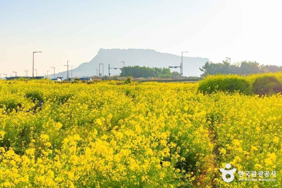 유채꽃재배단지 여행 추천 - 메고지고 유채꽃재배단지 여행 추천 - 메고지고