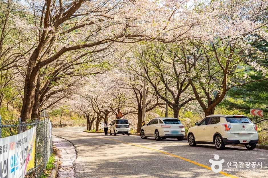 부귀리벚꽃길 여행 추천 - 메고지고 부귀리벚꽃길 여행 추천 - 메고지고