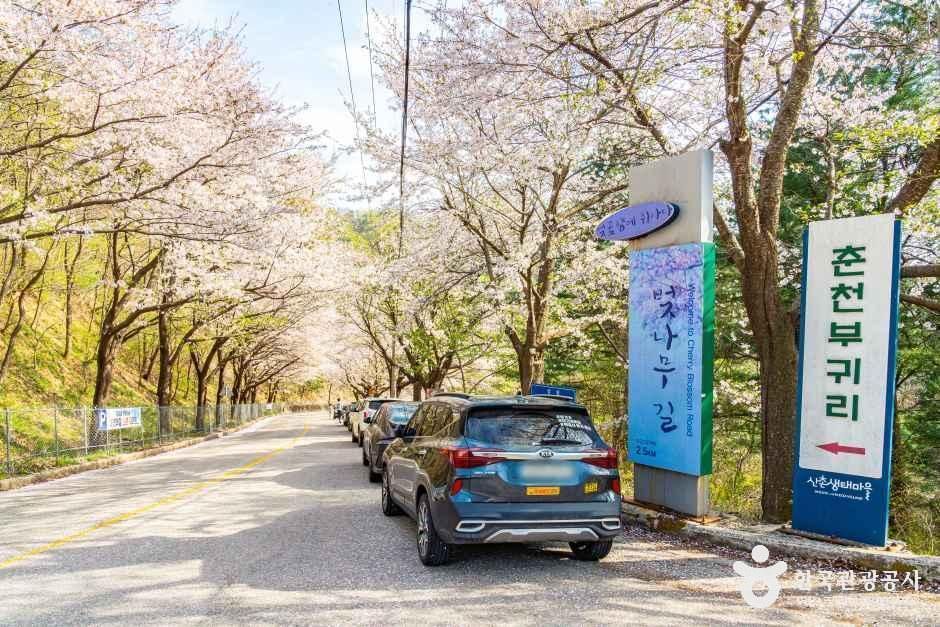 부귀리벚꽃길 여행 추천 - 메고지고 부귀리벚꽃길 여행 추천 - 메고지고