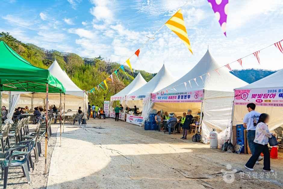 부귀리벚꽃길 여행 추천 - 메고지고 부귀리벚꽃길 여행 추천 - 메고지고