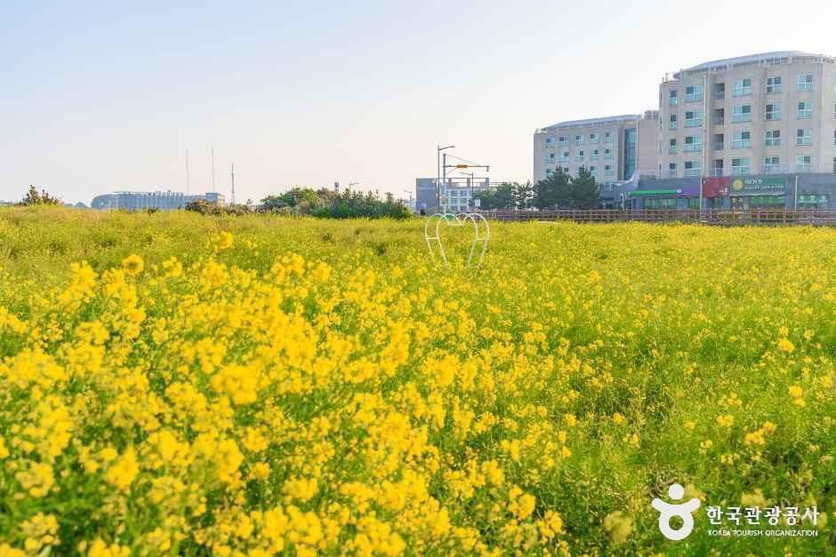일출봉유채밭 여행 추천 - 메고지고
