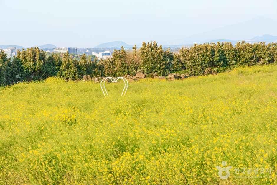 일출봉유채밭 여행 추천 - 메고지고