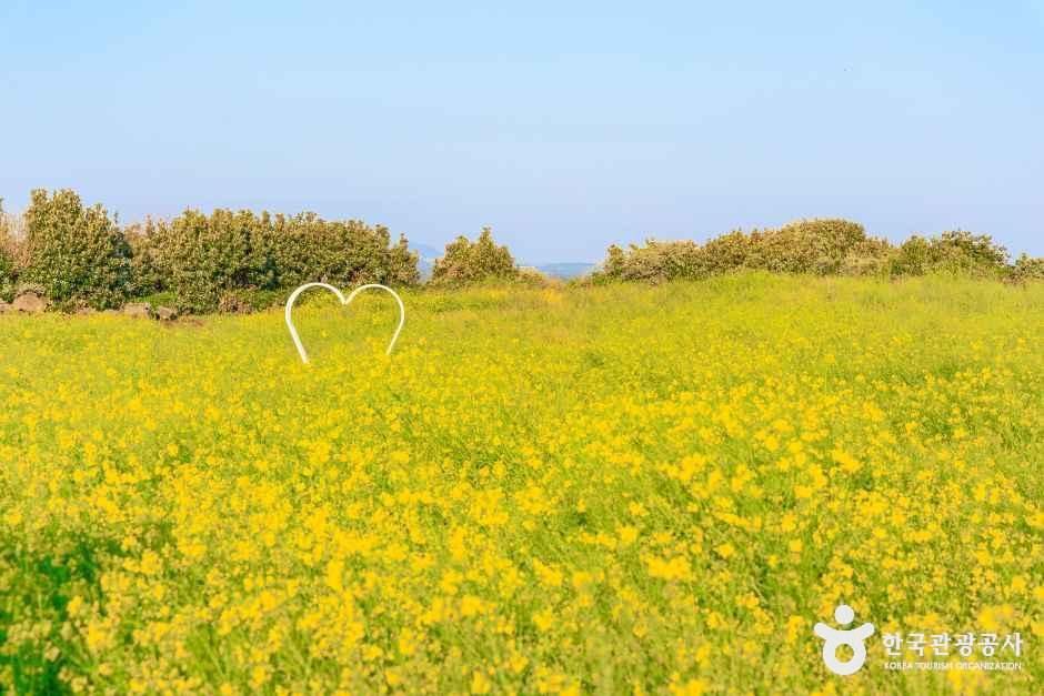 일출봉유채밭 여행 추천 - 메고지고