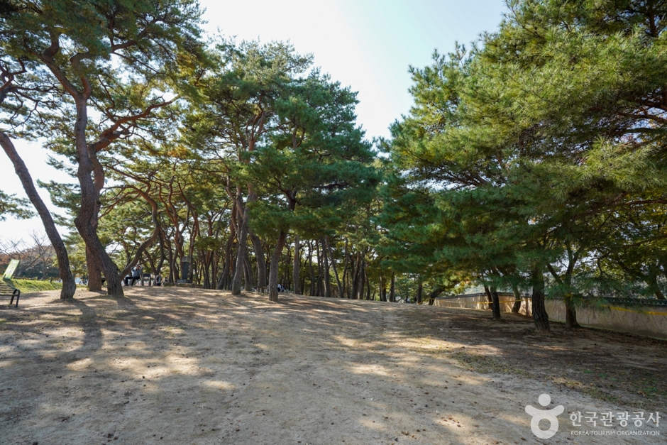 만송정 숲 여행 추천 - 메고지고 만송정 숲 여행 추천 - 메고지고