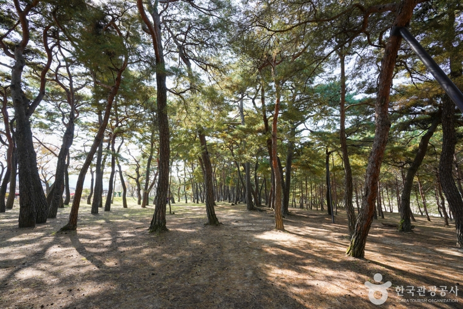 만송정 숲 여행 추천 - 메고지고 만송정 숲 여행 추천 - 메고지고