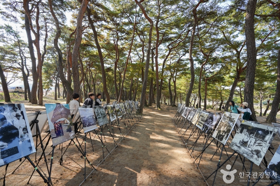 만송정 숲 여행 추천 - 메고지고 만송정 숲 여행 추천 - 메고지고
