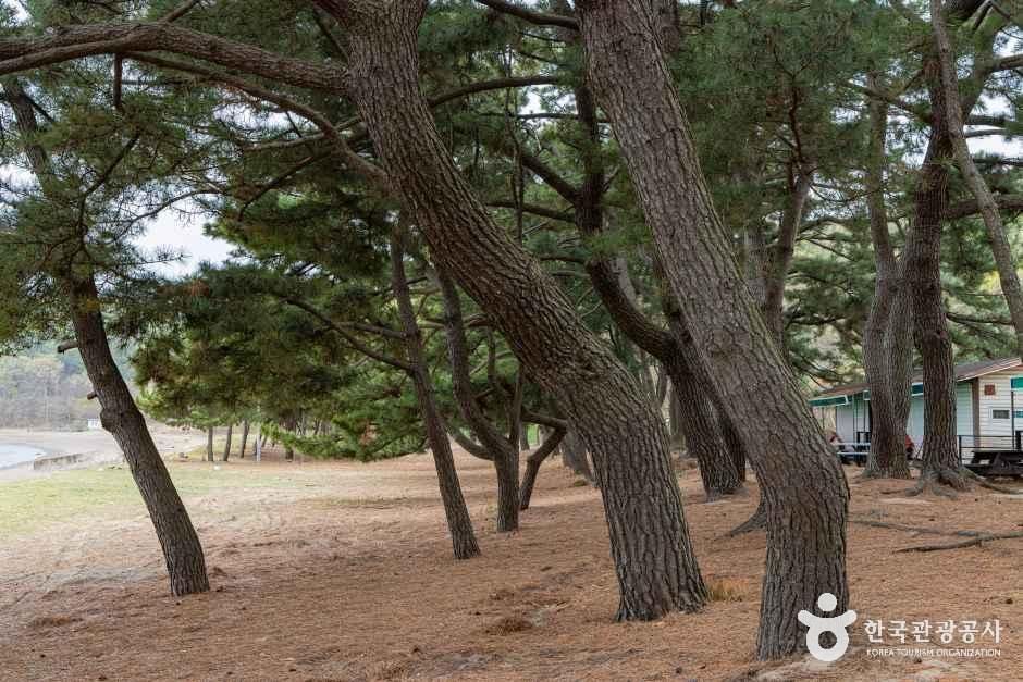 장봉도 한들해수욕장 여행 추천 - 메고지고 장봉도 한들해수욕장 여행 추천 - 메고지고