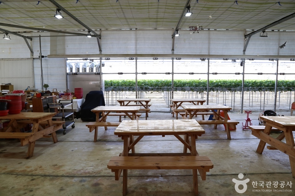 별마을딸기체험농장 여행 추천 - 메고지고 별마을딸기체험농장 여행 추천 - 메고지고