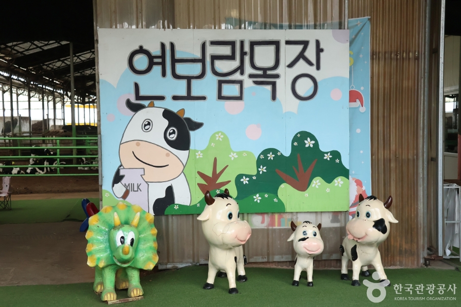 연보람목장 여행 추천 - 메고지고 연보람목장 여행 추천 - 메고지고