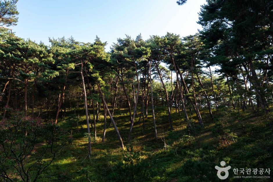 안면도자연휴양림 여행 추천 - 메고지고