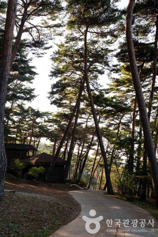 안면도자연휴양림 여행 추천 - 메고지고