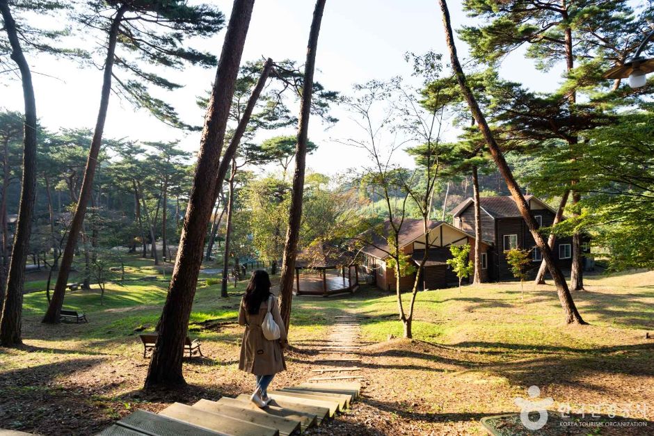 안면도자연휴양림 여행 추천 - 메고지고