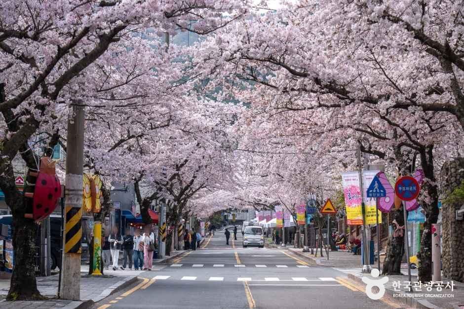 봉숫골 벚꽃길 여행 추천 - 메고지고