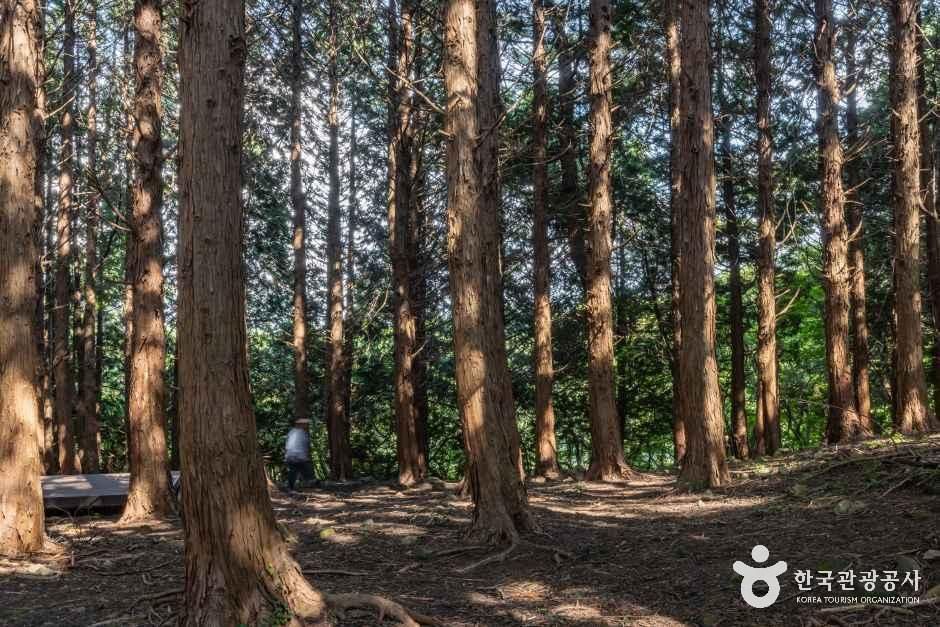 아라동 치유의 숲 여행 추천 - 메고지고 아라동 치유의 숲 여행 추천 - 메고지고