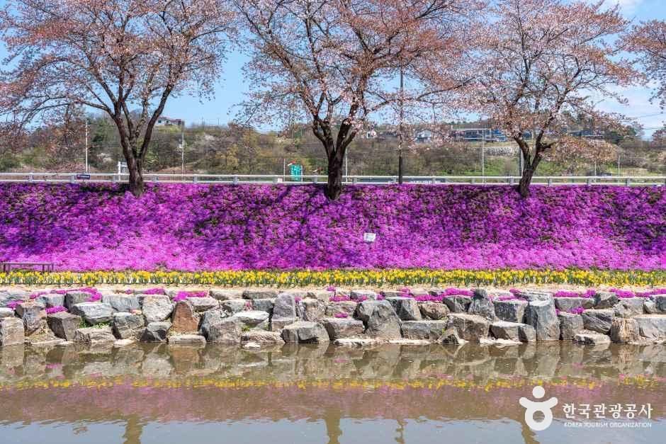 순창 양지천 꽃잔디길 여행 추천 - 메고지고 순창 양지천 꽃잔디길 여행 추천 - 메고지고