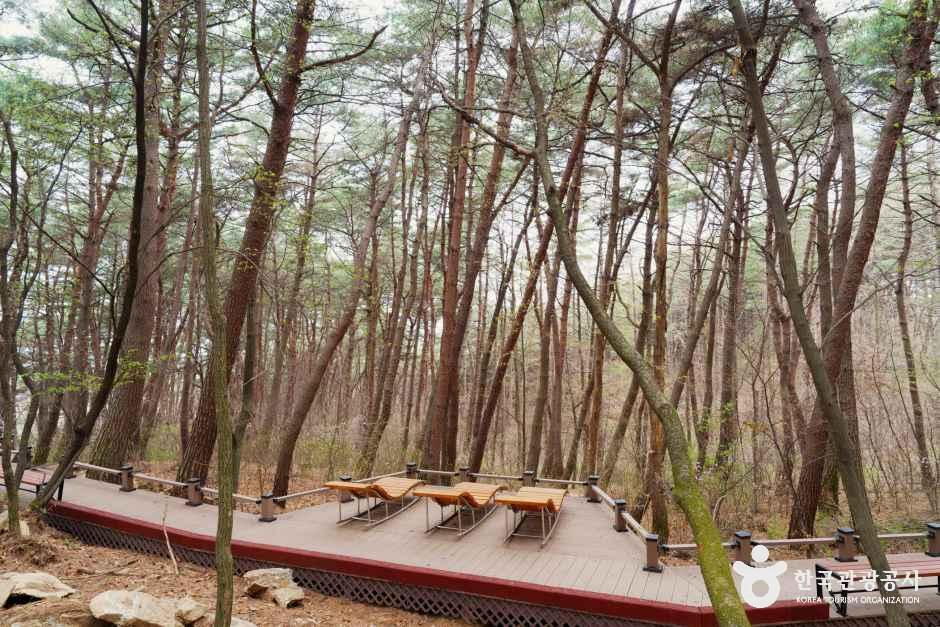 [원주 소풍길] 1코스 운곡솔바람숲길 여행 추천 - 메고지고